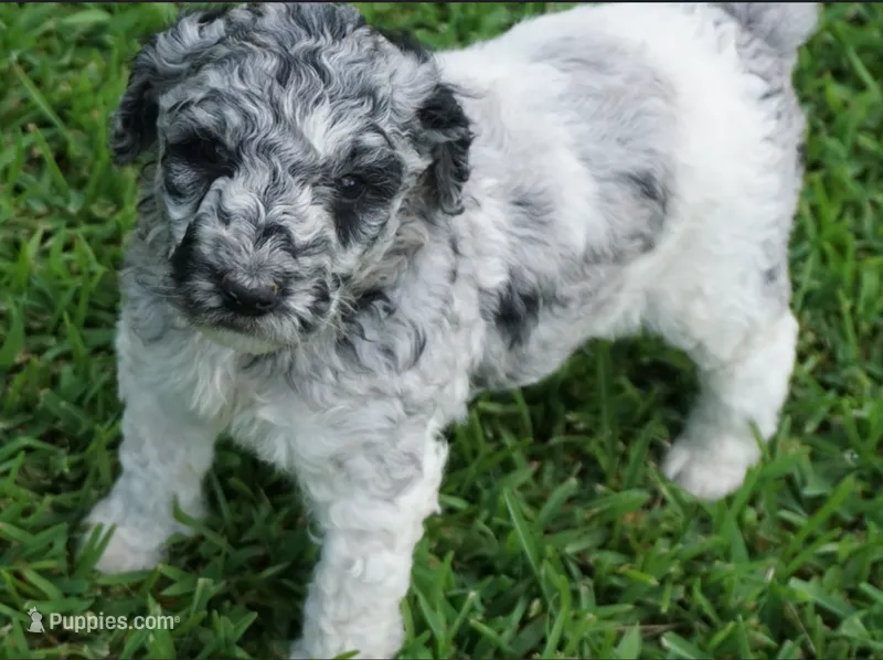 Savvy – Poodle - Standard  puppy for sale in Rutherfordton, NC