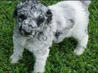 Savvy, a female Poodle - Standard  for sale in Rutherfordton, NC – 1 of 10