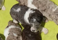 Kona, a male Poodle - Standard  for sale in Rutherfordton, NC – 3 of 9