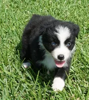 Sarg, a male Australian Shepherd for sale in Rutherfordton, NC – 2 of 7