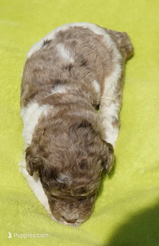 Scoot – Poodle - Standard  puppy for sale in Rutherfordton, NC