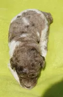 Scoot, a male Poodle - Standard  for sale in Rutherfordton, NC – 1 of 8