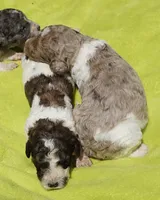 Bear, a male Poodle - Standard  for sale in Rutherfordton, NC – 2 of 4