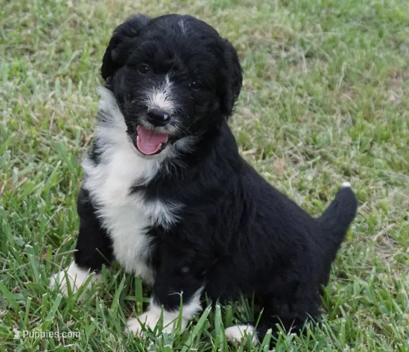 Doby – Aussiedoodle puppy for sale in Rutherfordton, NC