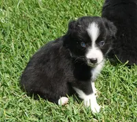 Loki, a male Australian Shepherd for sale in Rutherfordton, NC – 3 of 8