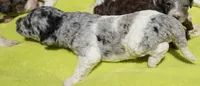 Savvy, a female Poodle - Standard  for sale in Rutherfordton, NC – 5 of 5