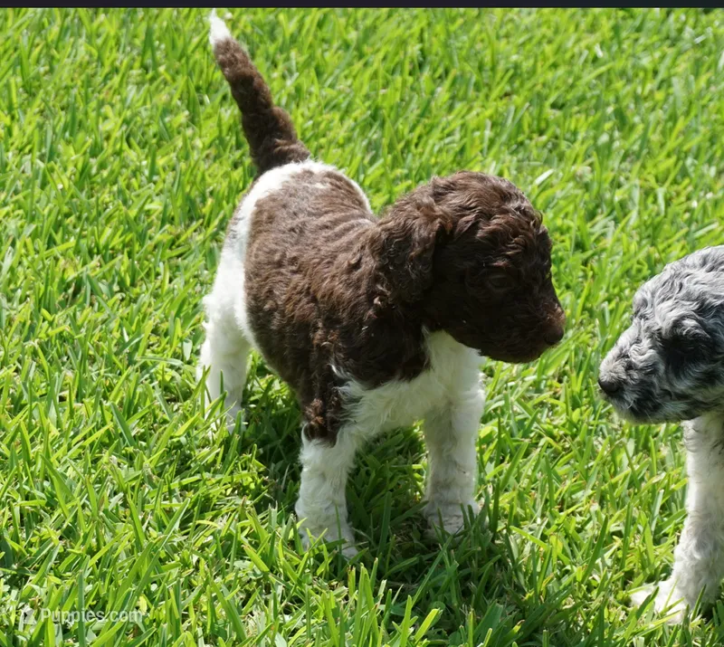 Dina – Poodle - Standard  puppy for sale in Rutherfordton, NC
