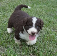 Duke, a male Aussiedoodle for sale in Rutherfordton, NC – 2 of 10