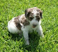 Bear, a male Poodle - Standard  for sale in Rutherfordton, NC – 9 of 10