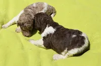 Dina, a female Poodle - Standard  for sale in Rutherfordton, NC – 4 of 7