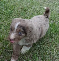 Daisy, a female Aussiedoodle for sale in Rutherfordton, NC – 9 of 10