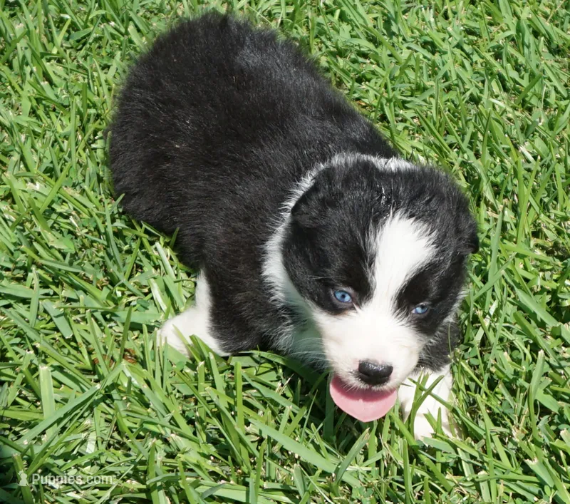 Delta – Australian Shepherd puppy for sale in Rutherfordton, NC