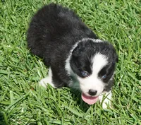 Delta, a female Australian Shepherd for sale in Rutherfordton, NC – 1 of 3