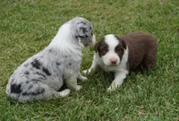 Reta, a female Australian Shepherd for sale in Rutherfordton, NC – 9 of 10