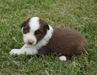 Reta, a female Australian Shepherd for sale in Rutherfordton, NC – 7 of 10