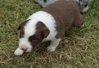 Reta, a female Australian Shepherd for sale in Rutherfordton, NC – 3 of 10