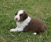 Reta, a female Australian Shepherd for sale in Rutherfordton, NC – 8 of 10
