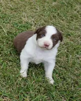 Reta, a female Australian Shepherd for sale in Rutherfordton, NC – 5 of 10