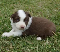 Reta, a female Australian Shepherd for sale in Rutherfordton, NC – 4 of 10