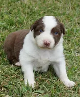 Reta, a female Australian Shepherd for sale in Rutherfordton, NC – 1 of 10