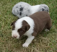 Reta, a female Australian Shepherd for sale in Rutherfordton, NC – 10 of 10