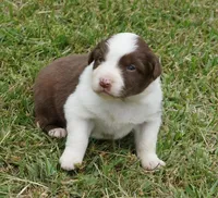 Reta, a female Australian Shepherd for sale in Rutherfordton, NC – 6 of 10