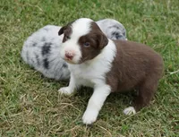 Reta, a female Australian Shepherd for sale in Rutherfordton, NC – 2 of 10