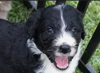 Maple, a female Aussiedoodle for sale in Rutherfordton, NC – 2 of 10