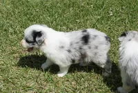 Molly, a female Australian Shepherd for sale in Rutherfordton, NC – 9 of 10