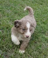Lani, a female Aussiedoodle for sale in Rutherfordton, NC – 7 of 10
