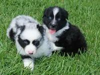 Fabio, a male Australian Shepherd for sale in Rutherfordton, NC – 10 of 10