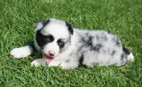 Fabio, a male Australian Shepherd for sale in Rutherfordton, NC – 3 of 10