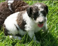 Bear, a male Poodle - Standard  for sale in Rutherfordton, NC – 10 of 10