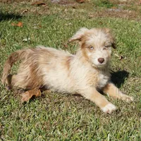 Wade, a male Aussiedoodle for sale in Rutherfordton, NC – Photo 8 of 10