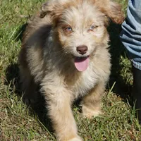 Wade, a male Aussiedoodle for sale in Rutherfordton, NC – Photo 1 of 10