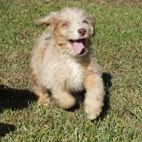 Wade, a male Aussiedoodle for sale in Rutherfordton, NC – Photo 10 of 10