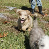 Wade, a male Aussiedoodle for sale in Rutherfordton, NC – Photo 5 of 10