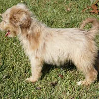 Wade, a male Aussiedoodle for sale in Rutherfordton, NC – Photo 3 of 10