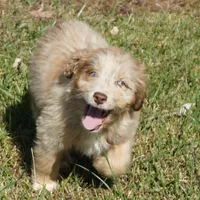 Wade, a male Aussiedoodle for sale in Rutherfordton, NC – Photo 6 of 10