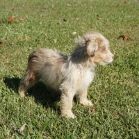 Wade, a male Aussiedoodle for sale in Rutherfordton, NC – Photo 2 of 10