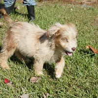 Wade, a male Aussiedoodle for sale in Rutherfordton, NC – Photo 4 of 10