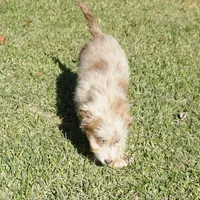 Wade, a male Aussiedoodle for sale in Rutherfordton, NC – Photo 9 of 10