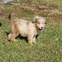 Wade, a male Aussiedoodle for sale in Rutherfordton, NC – Photo 7 of 10
