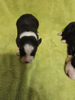Sarg, a male Australian Shepherd for sale in Rutherfordton, NC – 6 of 6