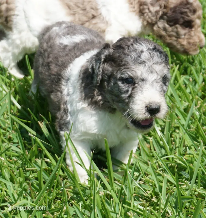 Kona – Poodle - Standard  puppy for sale in Rutherfordton, NC