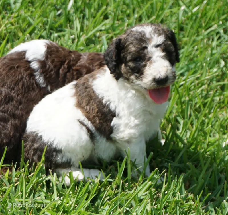 Bear – Poodle - Standard  puppy for sale in Rutherfordton, NC