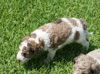 Patch, a male Poodle - Standard  for sale in Rutherfordton, NC – 3 of 5