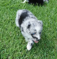 Talula, a female Australian Shepherd for sale in Rutherfordton, NC – 5 of 10