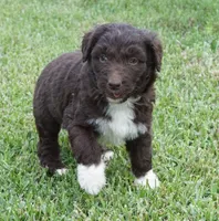 Lizzy, a female Aussiedoodle for sale in Rutherfordton, NC – 3 of 10