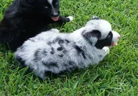 Fabio, a male Australian Shepherd for sale in Rutherfordton, NC – 2 of 10